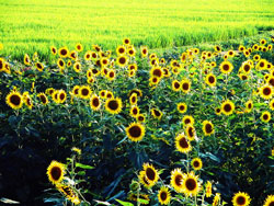 育龄女性每天吃点瓜子