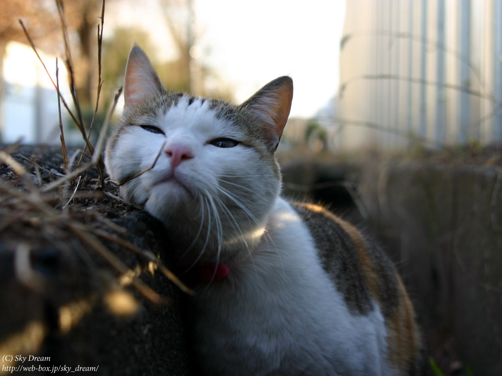 猫咪壁纸图片_WWW.66152.COM