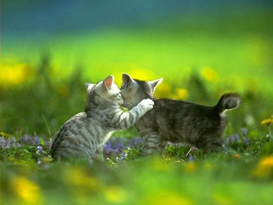 可爱小花猫高清晰壁纸