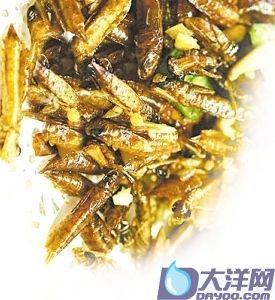 广州黑暗餐厅_巨鲸肚黑暗餐厅_黑暗之光的六大女神