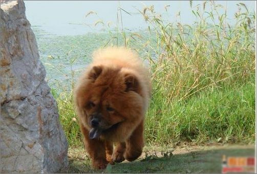 理想的家居伴侣犬--松狮_宠物宝贝_太平洋女性