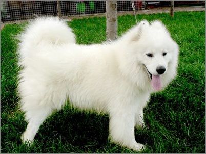跑走型的雪白精灵—萨摩耶犬