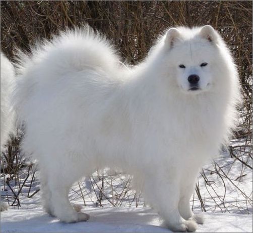 跑走型的雪白精灵——萨摩耶犬