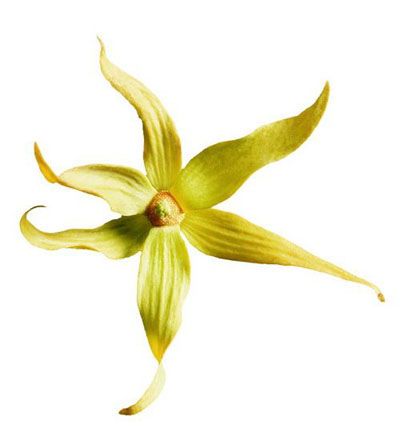 依兰花 图片