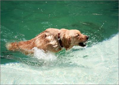 训练:带狗狗到泳池里游泳