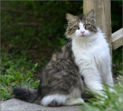 宠物大全:挪威森林猫详细资料