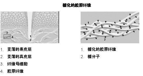 糖化的胶原纤维