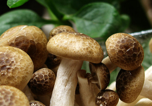 蘑菇减肥餐 每天轻松减1斤