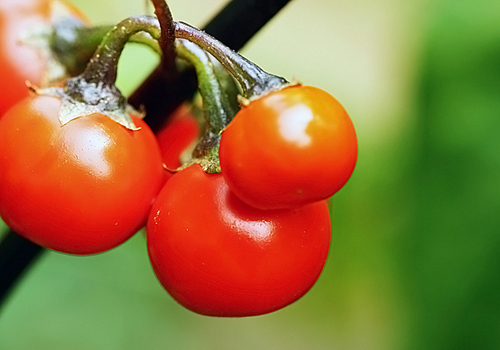 超有效晚间西红柿减肥法吃西红柿就能瘦!