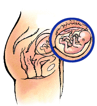 胎儿在子宫内的成长过程