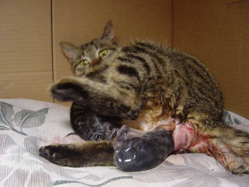 猫咪分娩过程图片