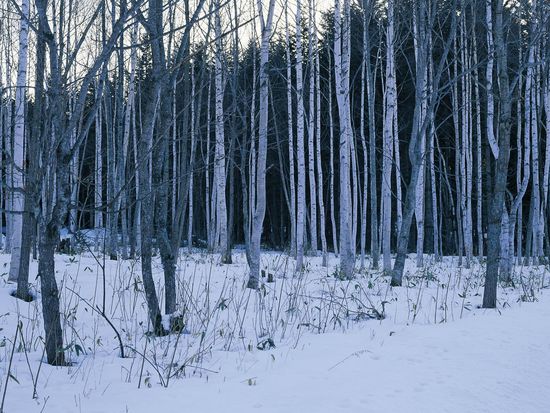 Winter_Scene_Snow_Covered_branches_98892728_thumb.jpg