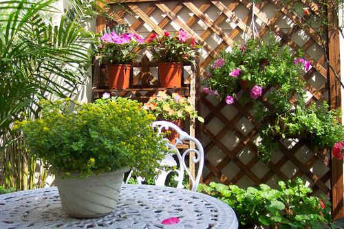 盆栽花卉室外摆放 437345_1127136699876.jpg