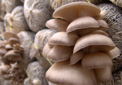 宫保鸡丁调味汁的比例要诀-宫保蘑菇